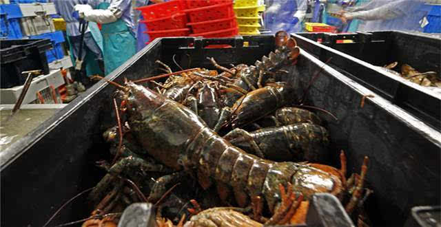 泰国水产巨头Thai Union开拓中国市场 加拿大龙虾成为新增长点