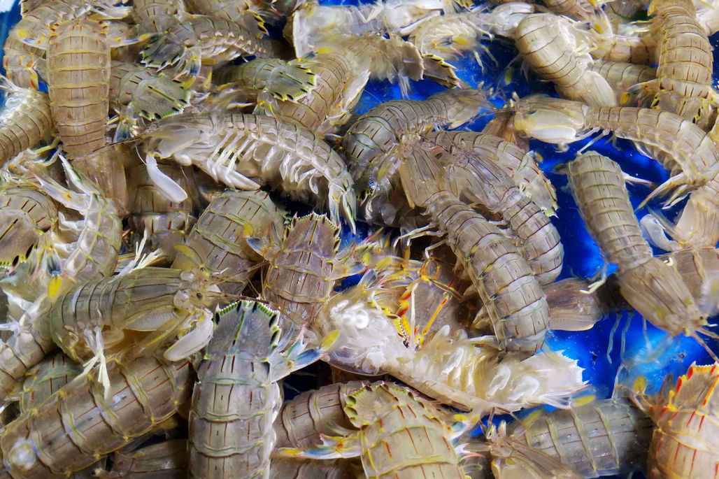 海鲜市场，鲜活海味的魅力与选择