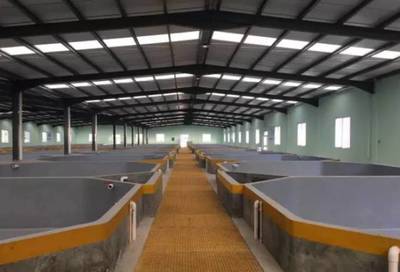 工厂化水产养殖系统 科技赋能，养鱼与环保并重