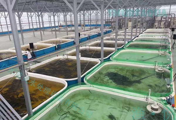 RAS循环水工厂化养殖 安全水产品的新保障