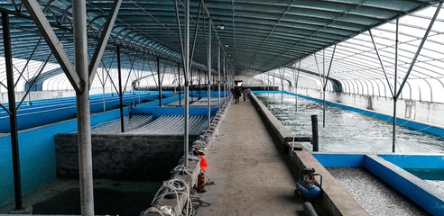 新疆阿拉尔市设施农业迈出“新步伐” “高端”产品从棚里产水产品