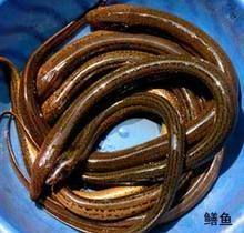 合肥星雨水产品 鲜美佳肴的源头，品质生活的保障